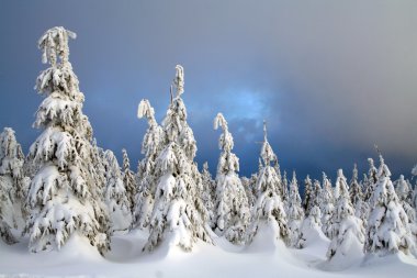 Winter trees clipart