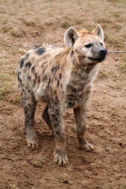 Spotted hyena clipart