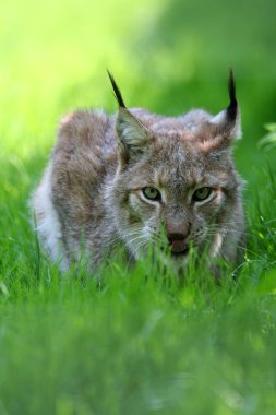 Eurasian lynx clipart