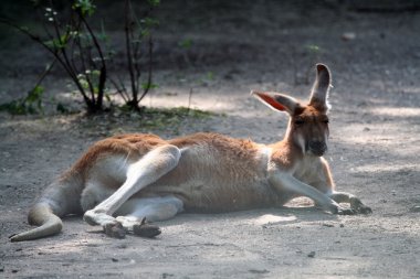 Kızıl kanguru
