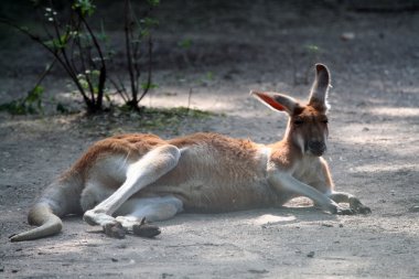 Red kangaroo clipart