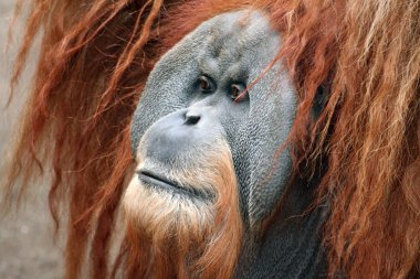 Orang utan clipart