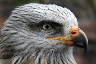 Black-eared kite clipart