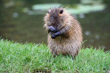 Nutria clipart