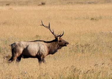 wapiti