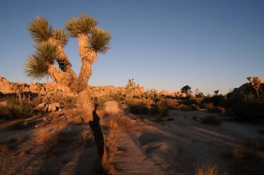 Joshua Tree Ulusal Parkı