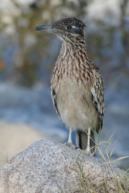 Roadrunner