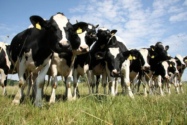 Koeien op veld — Stockfoto