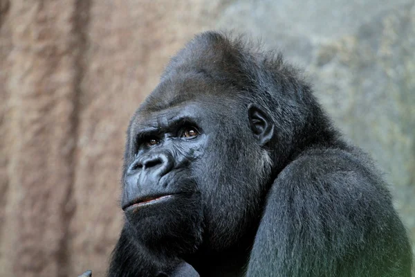 Gorilas de montaña — Foto de Stock