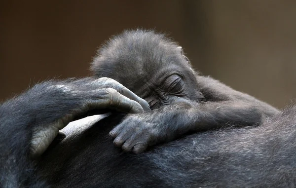 Baby gorilla — Stock Photo, Image