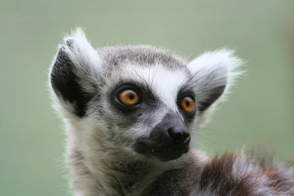 Ogoniasty lemur — Zdjęcie stockowe