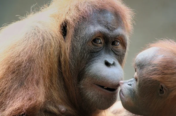 Orang utan matka s dítětem — Stock fotografie