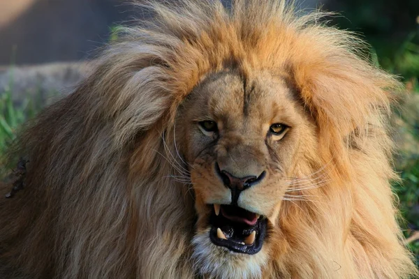 Lion d'Afrique — Photo