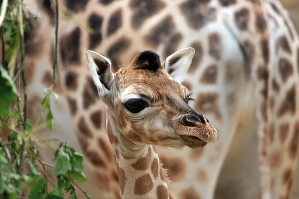 Junge Giraffe — Stockfoto