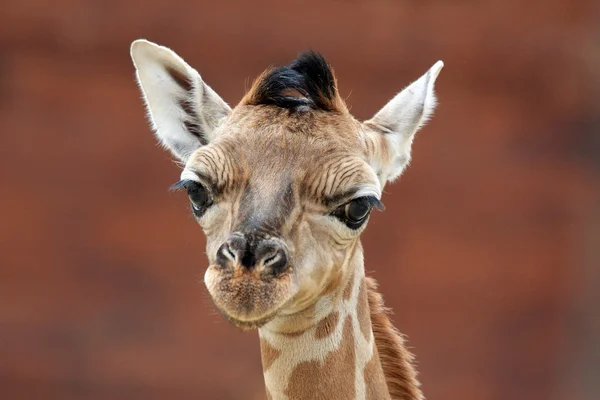 Jeune girafe — Photo