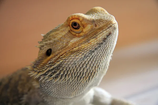 Бородатый дракон — стоковое фото