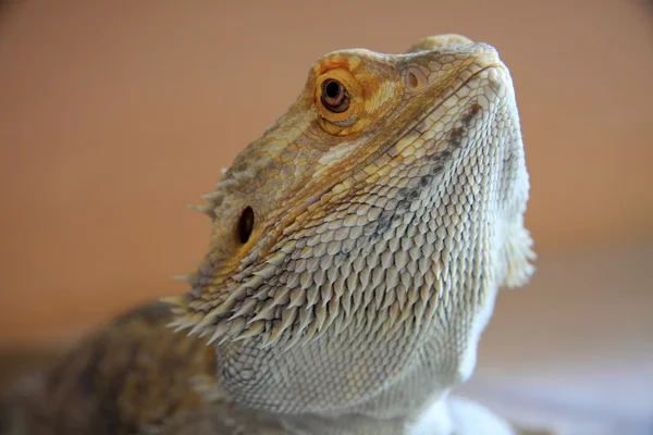 Dragon cu barbă — Fotografie, imagine de stoc