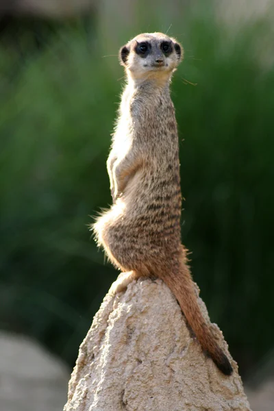 Meerkat. — Fotografia de Stock