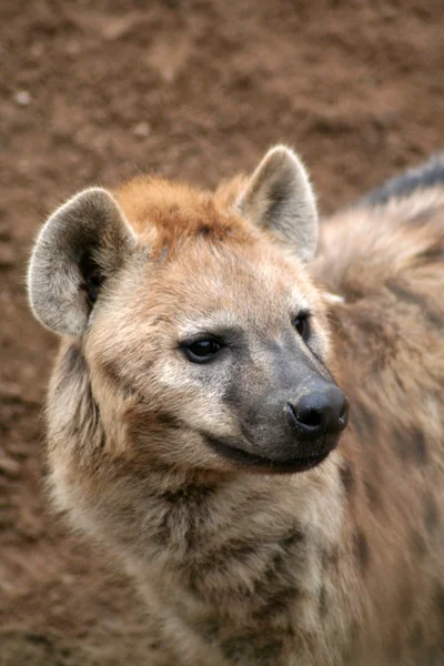 Hyena skvrnitá — Stock fotografie