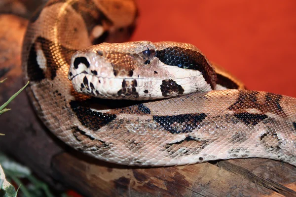 Boa serpente — Fotografia de Stock