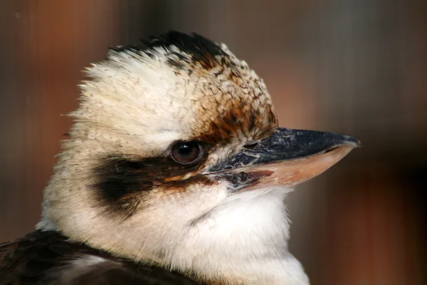 Kookaburra — Stock fotografie