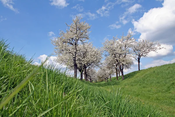 stock image Cherry Trees