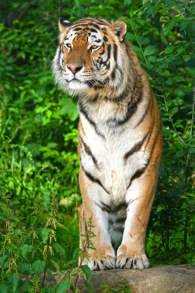 Siberian tiger — Stock Photo, Image