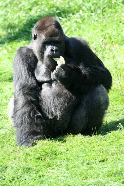 Mountain gorilla — Stock Photo, Image