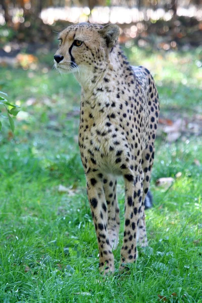 Çita. — Stok fotoğraf