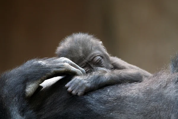 Gorila bebé — Fotografia de Stock