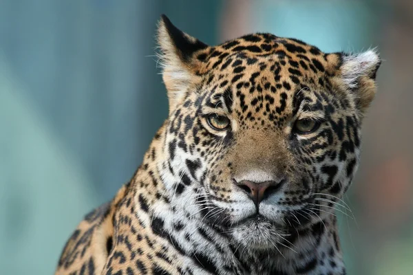 ジャガー — ストック写真