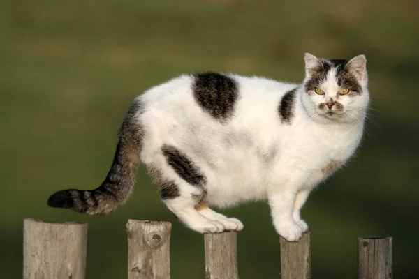 Kat op een hek — Stockfoto