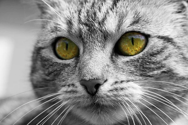 猫の目 — ストック写真