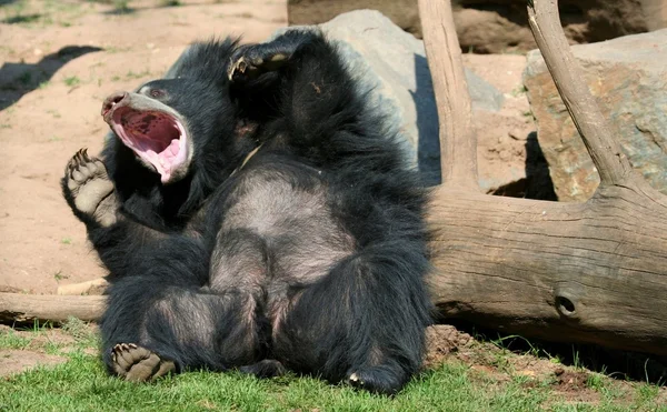 느림보 곰 — 스톡 사진