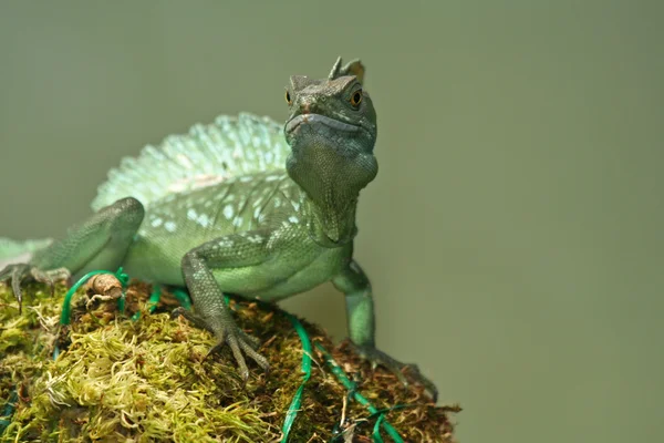 绿蜥蜴 — 图库照片