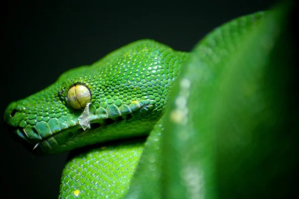 stock image Green tree python