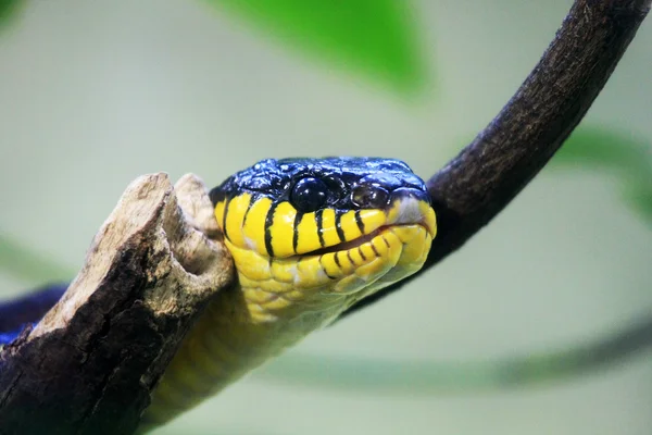 Cobra-gato-de-asas-de-ouro — Fotografia de Stock
