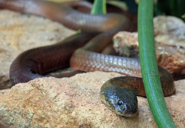 Spitting cobra — Stock Photo, Image