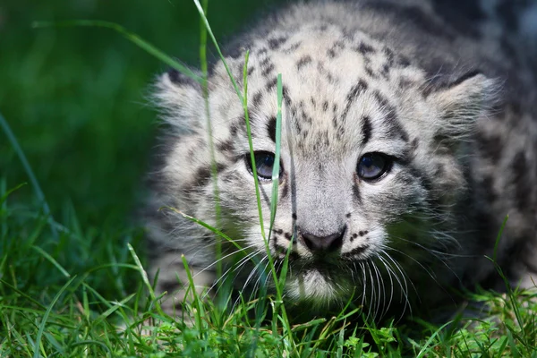 Genç kar leoparı — Stok fotoğraf