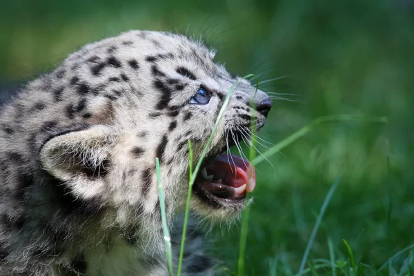 Joven leopardo de la nieve — Foto de Stock