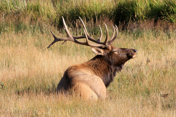 Wapiti