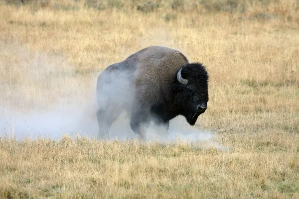 Ångande bison — Stockfoto