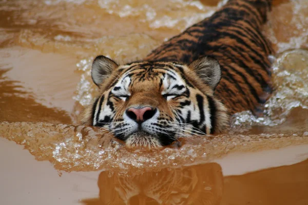 Siberia tiger — Stock Photo, Image