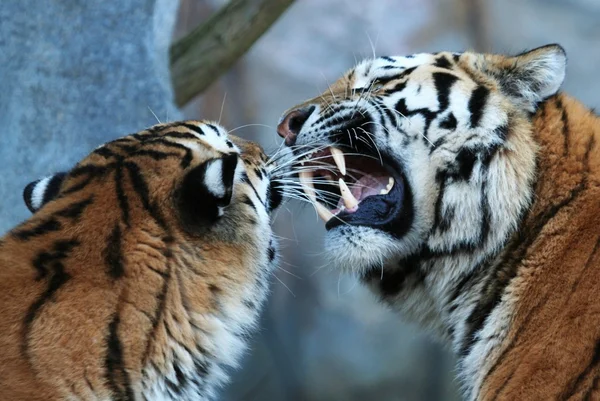 Борьба с сибирским тигром — стоковое фото