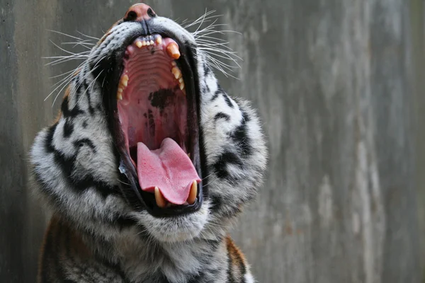 Sibirisk tiger — Stockfoto