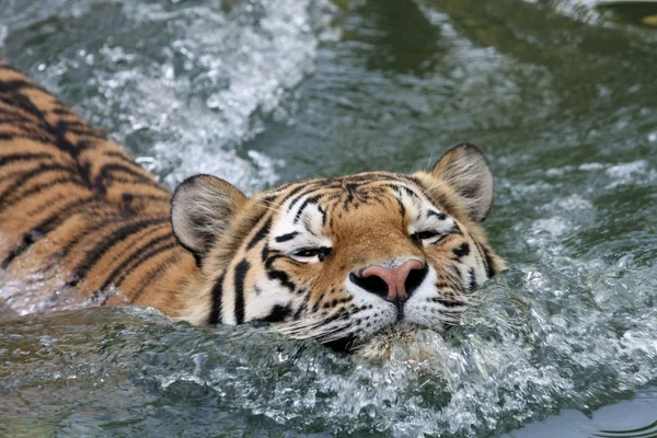 Siberia tigru — Fotografie, imagine de stoc
