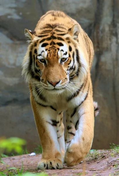 Tigre sibirio — Foto de Stock