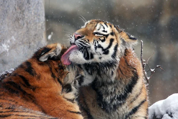 Молодой сибирский тигр — стоковое фото