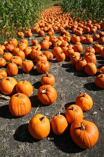 Stock image Pumpkins