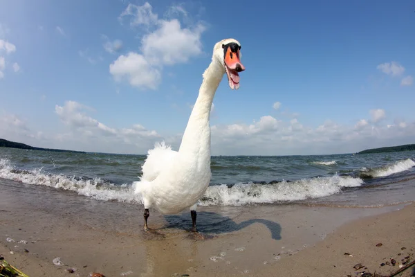 Schwan-Attacke — Stockfoto